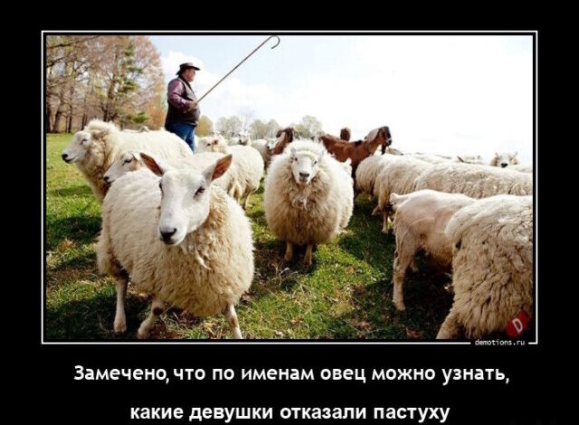 Photo of Демотиваторы дня: «Замечено, что по именам овец…» (14 фото)