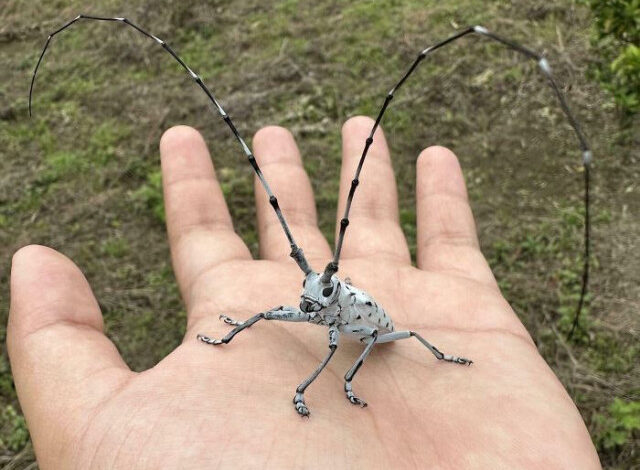 Photo of Удивительные насекомые, которые достойны больше восхищения и меньше боязни (42 фото)