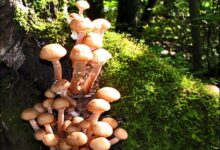 Photo of Компот из грибного дождя