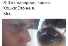 Photo of Прикольные мемы для тех, кто любит кошек: «Странный шум внизу…» (20 фото)