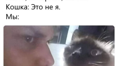 Photo of Прикольные мемы для тех, кто любит кошек: «Странный шум внизу…» (20 фото)