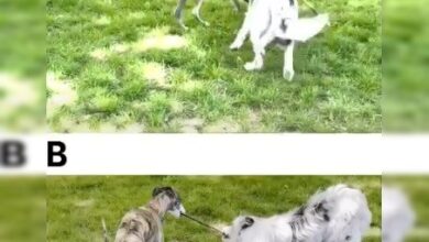 Photo of Специалист по обнаружению ИИ определяет, какое видео создано нейросетью