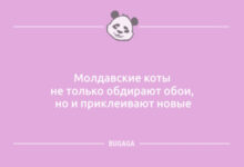 Photo of Анекдоты в пятницу: «Он подарил мне 101 розу…» (10 шт)