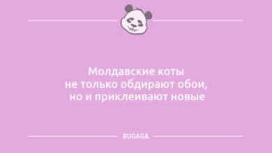 Photo of Анекдоты в пятницу: «Он подарил мне 101 розу…» (10 шт)