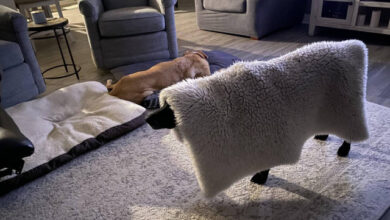 Photo of Пятничные фотоприколы: «У меня художественная студия…» (38 шт)