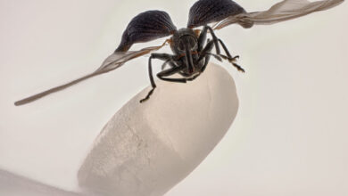 Photo of Поразительные снимки