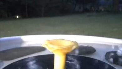 Photo of Очень странная птица