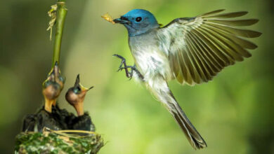 Photo of Невероятные фотографии птиц, воспевающие дух живой природы (27 фото)