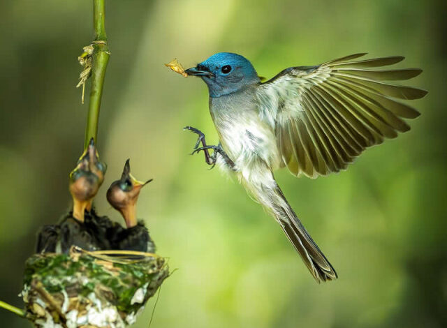 Photo of Невероятные фотографии птиц, воспевающие дух живой природы (27 фото)