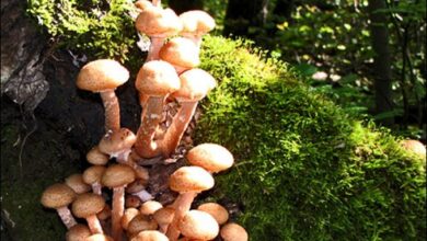 Photo of Компот из грибного дождя