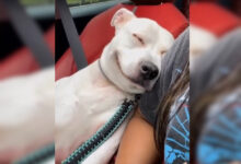Photo of После просмотра этого видео вам захочется обнять свою собаку