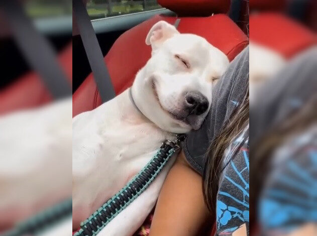 Photo of После просмотра этого видео вам захочется обнять свою собаку