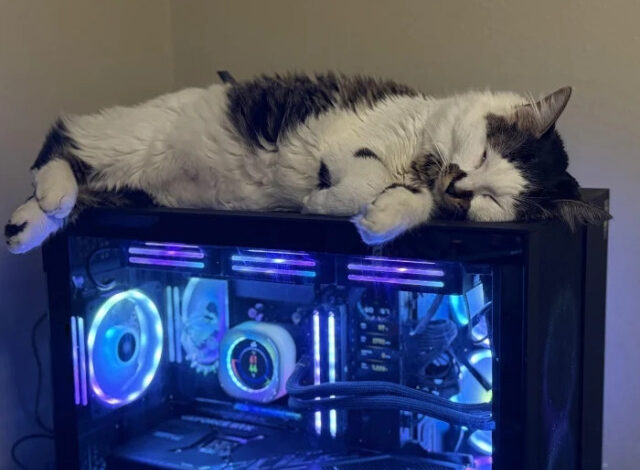 Photo of Мягкие лапки и пушистое настроение (29 фото)