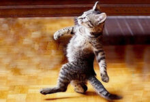 Photo of Когда нанимаешь профессиональную охрану для защиты урожая