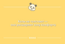Photo of Пост с анекдотами: «Коты не толстеют…» (10 шт)