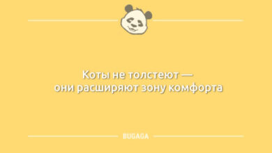 Photo of Пост с анекдотами: «Коты не толстеют…» (10 шт)
