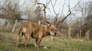Photo of Оказалось, показалось: игра для внимательных глаз (17 фото)