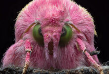 Photo of Макрофотографии насекомых, раскрывающие красоту микромира (25 фото)