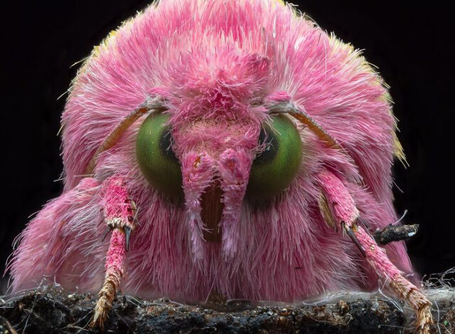 Photo of Макрофотографии насекомых, раскрывающие красоту микромира (25 фото)