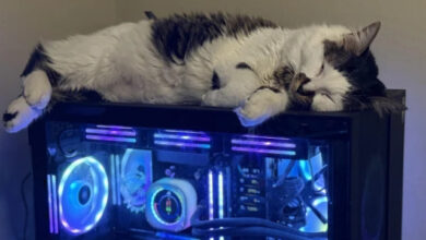 Photo of Мягкие лапки и пушистое настроение (29 фото)