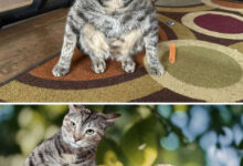 Photo of Смешные фотожабы (16 фото)