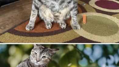 Photo of Смешные фотожабы (16 фото)