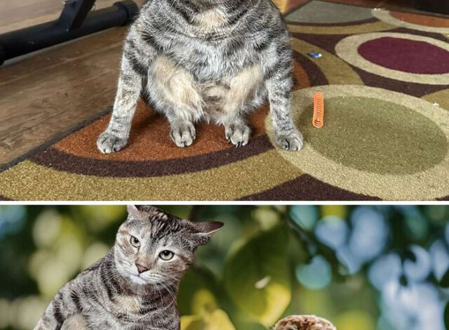 Photo of Смешные фотожабы (16 фото)