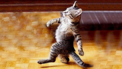 Photo of Когда нанимаешь профессиональную охрану для защиты урожая