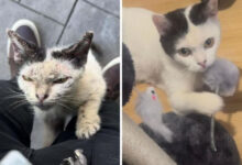 Photo of Впечатляющие преображения, которые вызовут улыбку (20 фото)