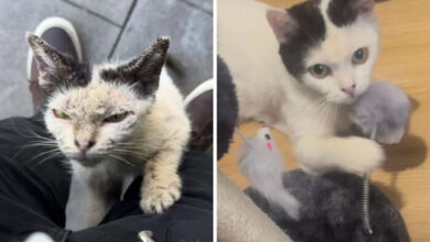Photo of Впечатляющие преображения, которые вызовут улыбку (20 фото)