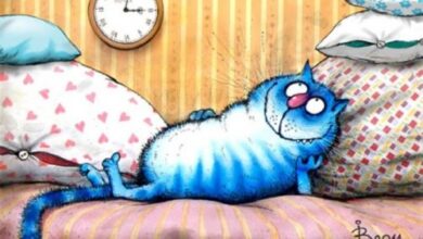 Photo of Брунгильда синей масти