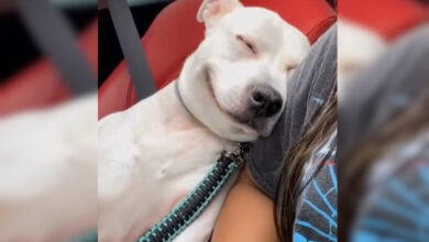 Photo of После просмотра этого видео вам захочется обнять свою собаку