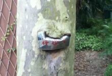 Photo of Природа берёт своё (12 фото)