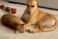 Photo of Живут как кошка с собакой