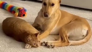 Photo of Живут как кошка с собакой